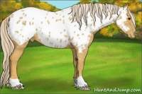 Horse Color:Palomino Appaloosa 
