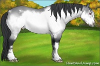Horse Color:Bay Chinchilla Frame