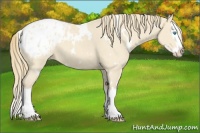 Horse Color:White Spotted Perlino Splash Appaloosa 