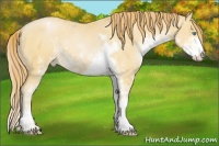 Horse Color:Buckskin Pearl Sabino Varnish