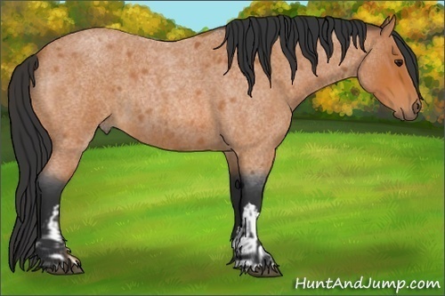 Horse Color:Bay Roan  and Bay Roan 