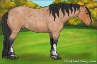 Horse Color:Bay Roan  and Bay Roan 