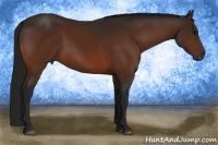 Horse Color:Gray Bay 