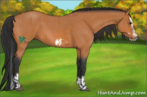 Horse Color:Bay Splash Frame  and Bay Roan Splash Frame 