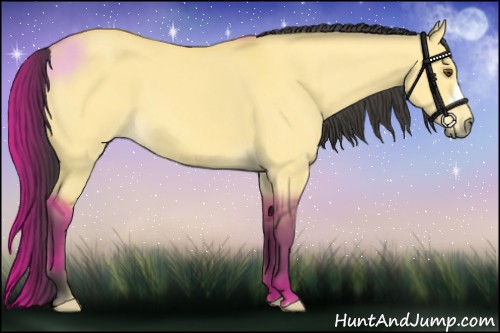 Horse Color:Buckskin Dun 