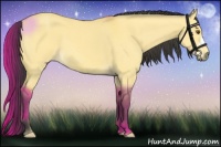 Horse Color:Buckskin Dun