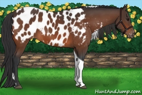 Horse Color:Bay Tobiano Near Leopard