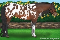 Horse Color:Bay Tobiano Near Leopard