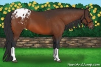 Horse Color:Bay Appaloosa 