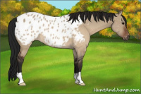 Horse Color:Gray Brown Dun Appaloosa 
