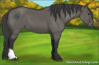 Horse Color:Grullo Appaloosa 