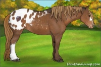 Horse Color:Liver Chestnut Appaloosa 