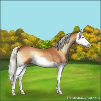 Horse Color:Silver Bay Onyx Splash 