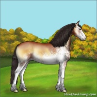 Horse Color:White Spotted Bay Onyx 