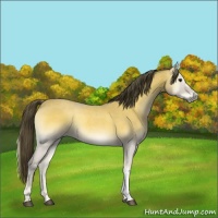 Horse Color:Buckskin Roan Onyx 