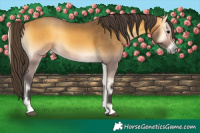 Horse Color:Buckskin Onyx 