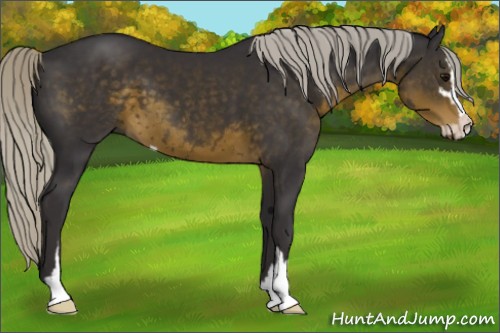 Horse Color:Silver Smoky Black Sabino 