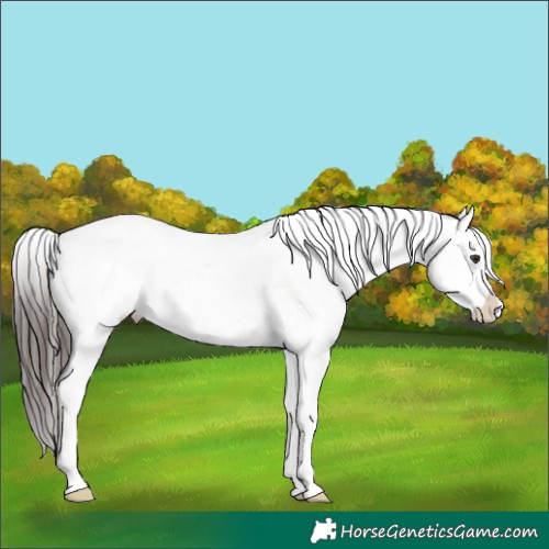 Horse Color:Liver Chestnut Appaloosa 