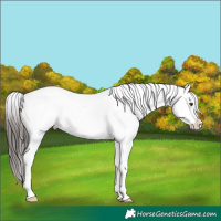 Horse Color:Liver Chestnut Appaloosa