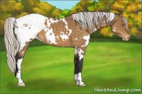 Horse Color:White Spotted Silver Buckskin Appaloosa 