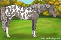 Horse Color:Silver Black Appaloosa