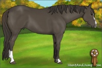 Horse Color:Smoky Black Sabino