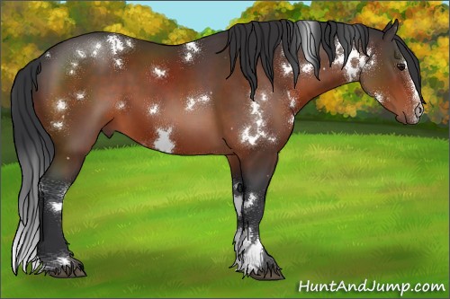 Horse Color:White Spotted Brown Sabino 