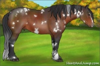 Horse Color:White Spotted Brown Sabino