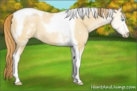 Horse Color:White Spotted Buckskin Pearl Tobiano 