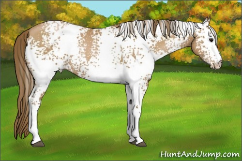 Horse Color:White Spotted Black Pearl 