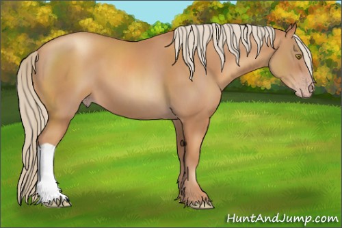 Horse Color:Gold Champagne 