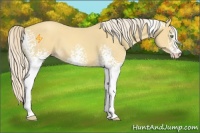 Horse Color:White Spotted Gold Cream Champagne Sabino 