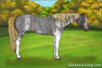 Horse Color:White Spotted Liver Red Roan Rabicano 
