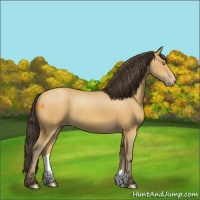 Horse Color:Amber Champagne 