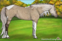 Horse Color:Silver Brown Dun Tobiano 