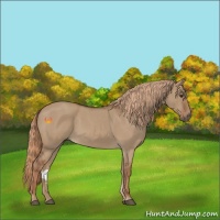 Horse Color:Red Dun Roan 