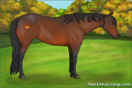 Horse Color:Bay 
