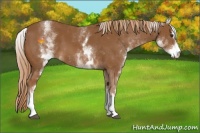 Horse Color:White Spotted Chestnut Sabino 