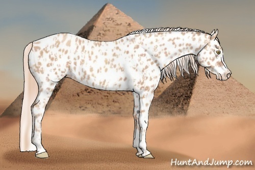 Horse Color:Gold Champagne Appaloosa  and Gold Champagne Appaloosa 