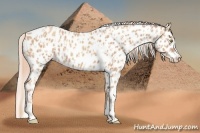 Horse Color:Gold Champagne Near Leopard  and Gold Champagne Near Leopard 