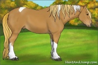 Horse Color:Chestnut Tobiano