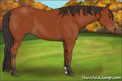 Horse Color:Bay 