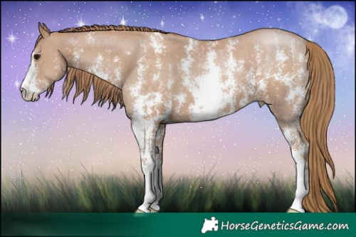 Horse Color:Black Pearl Sabino 