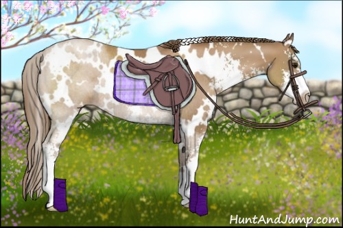 Horse Color:White Spotted Black Pearl Sabino Rabicano 