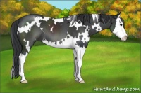 Horse Color:White Spotted Black Sabino Splash