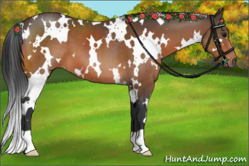Horse Color:White Spotted Bay 