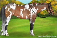 Horse Color:White Spotted Bay 