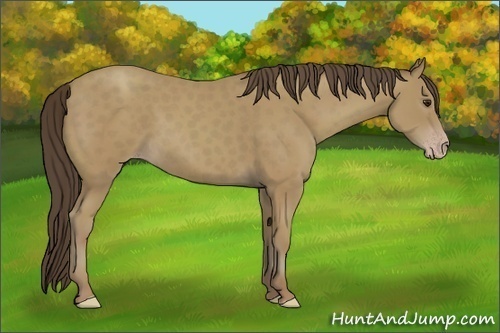 Horse Color:Unknown 