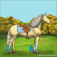 Horse Color:Palomino