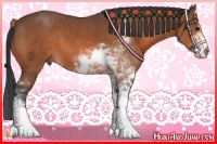 Horse Color:Bay Sabino